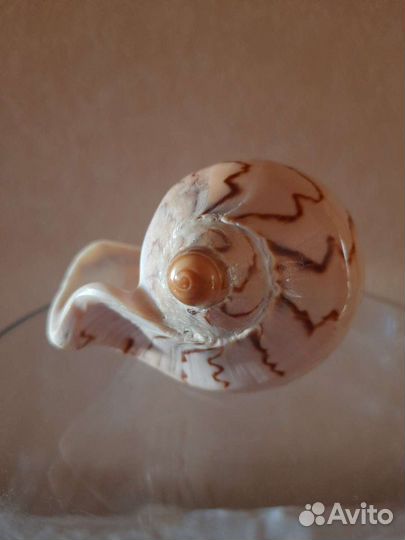 Сувенир ракушка