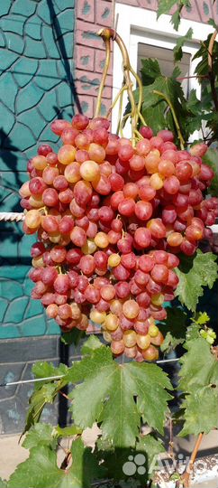 Черенки винограда