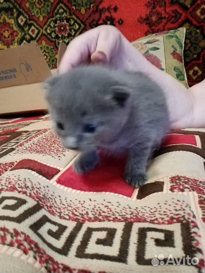 Котята от Вислоухого Шотландца +Остроухой Британки