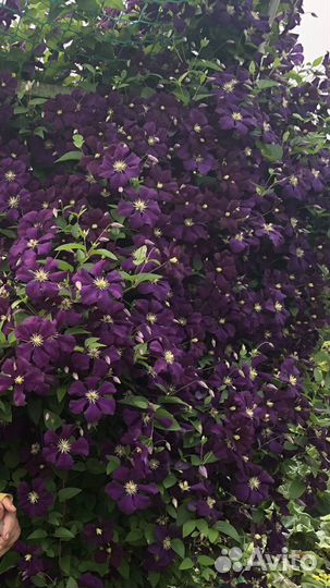 Климас (многолетнее растение)