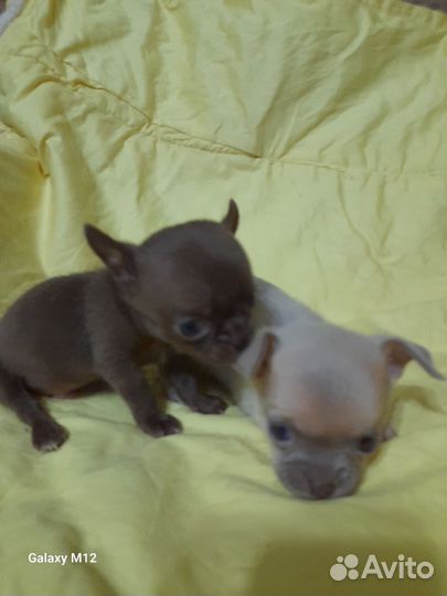 Два мальчика мини