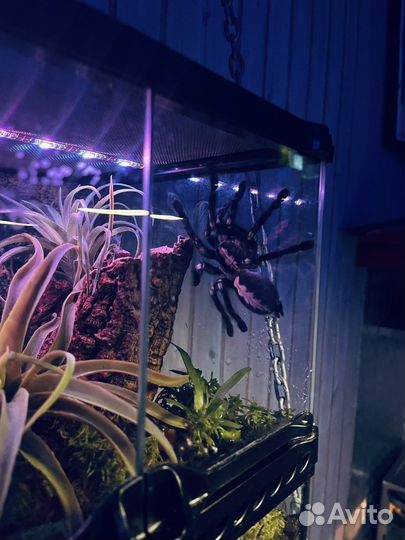 Паук птицеед Poecilotheria metallica L3