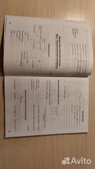 Рабочая тетрадь9класс по биологии