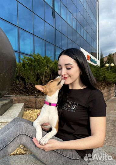 Басенджи девочка