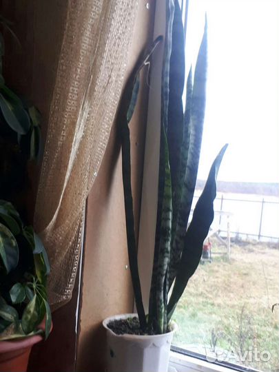 Сансевиерия