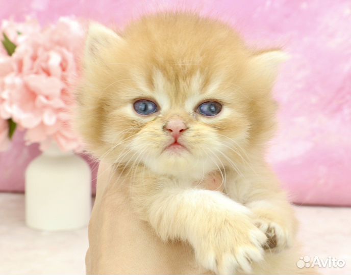 Шикарный кот шоколадная золотая шиншилла by12