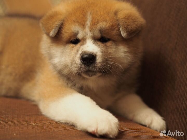 Акита высокопородные щенки