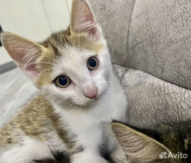 Котята в добрые руки даром