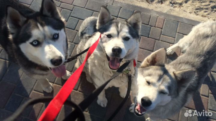 Дрессировка собак. Курсы. Обучение кинологов