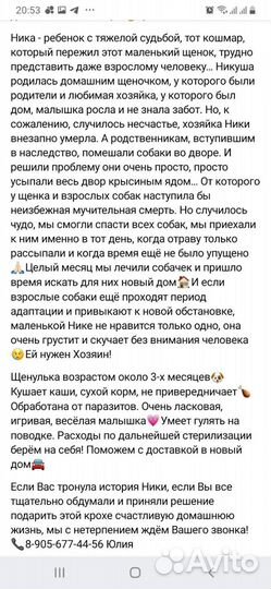 Маленькая собачка