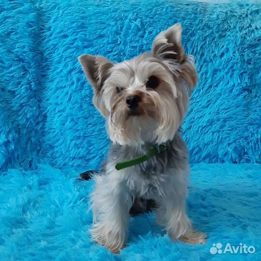 Йоркширский терьер вязка