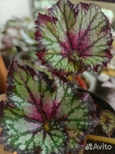 Бегонии сортовые