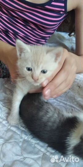 Котята отдам бесплатно