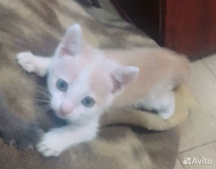 Очаровательные котята