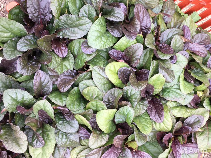 Живучка 3 сорта