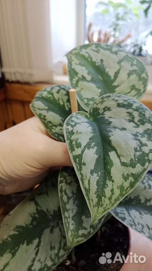 Сциндапсус пиктус экзотик