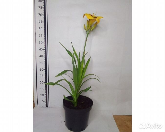 Лилейник Don Stevens