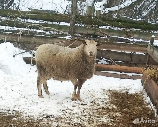 Овцы бараны