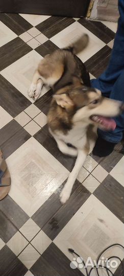 Отдам даром бесплатно щенка