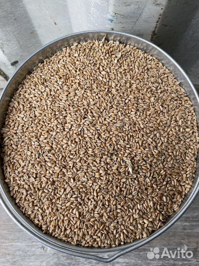 Корма для животных, пшеница, ячмень, кукуруза,овес