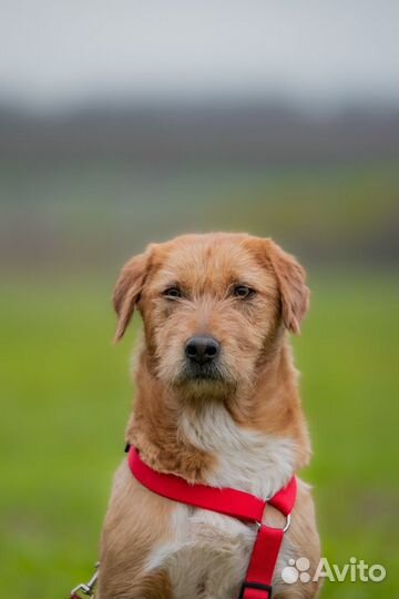 Собачка Молли