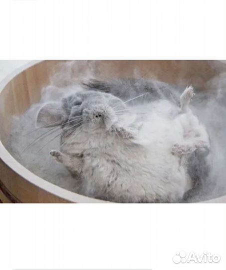 Песок для купания шиншил