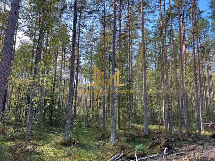 Участок 7,5 сот. (СНТ, ДНП)