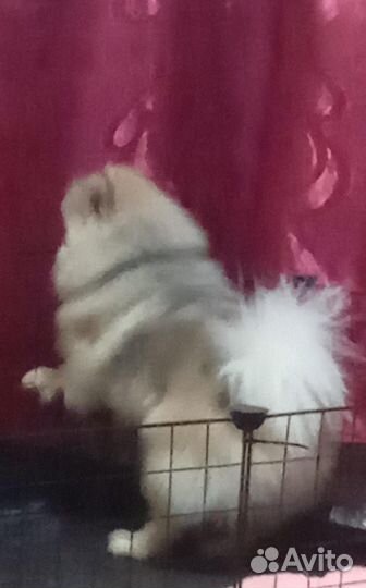 Померанский шпиц