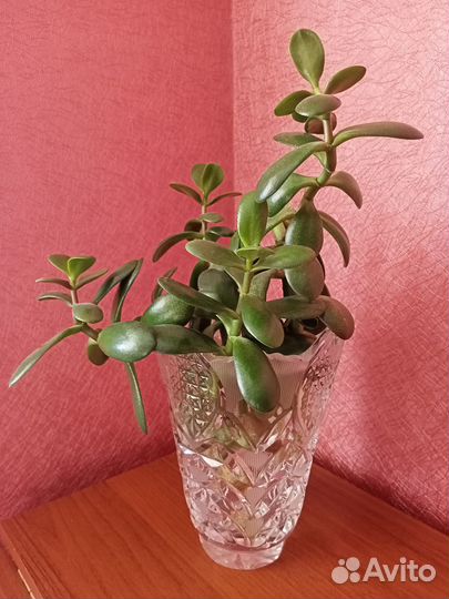 Толстянка (денежное дерево)