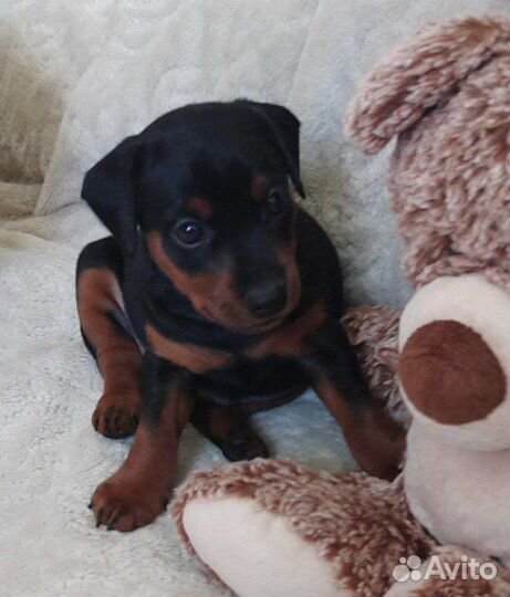 Щенок цвергпинчера, карликовый доберман,минпин