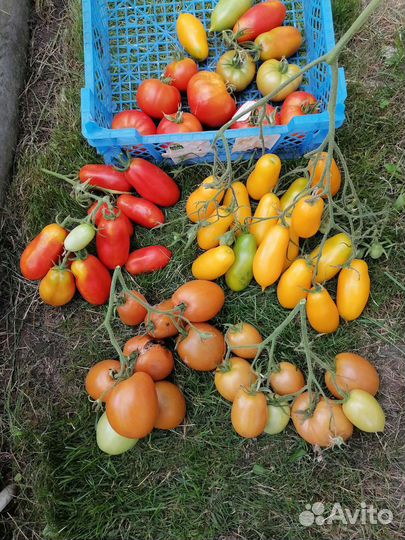 Томаты-победители 2023