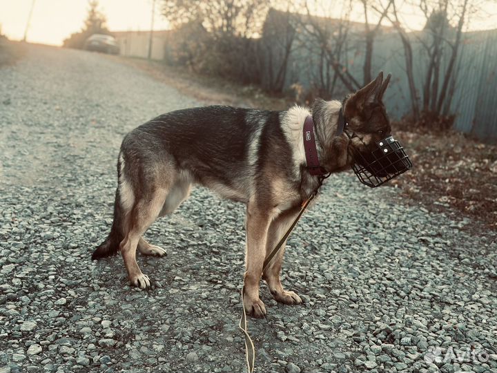 Немецкая овчарка