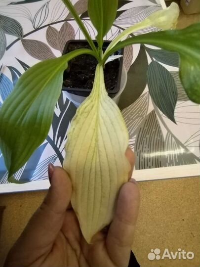 Хоста белая