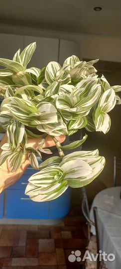 Традесканция