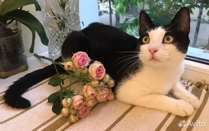 Котик кастрирован 8 мес в добрые руки