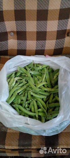 Горох домашний