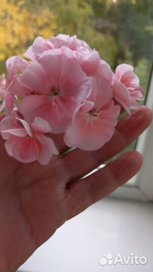 Пеларгония герань