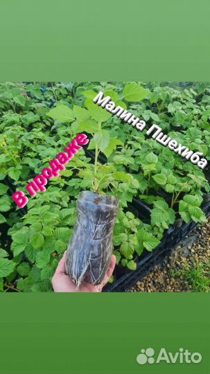 Рассада малины