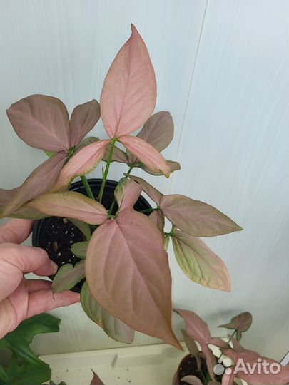 Сингониум, сциндапсус, фикус барок