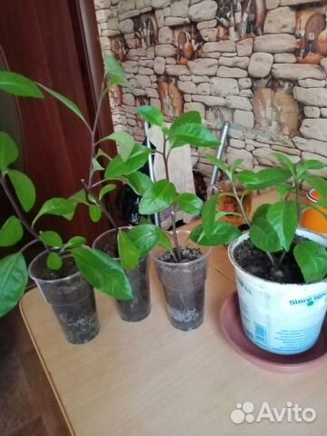 Джинура листья бога