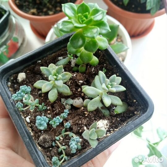 Суккуленты