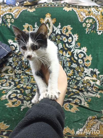 Кошка-стошка 2.0