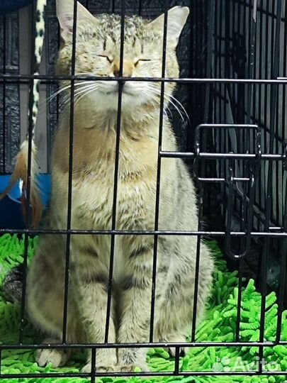 Кот в поисках дома