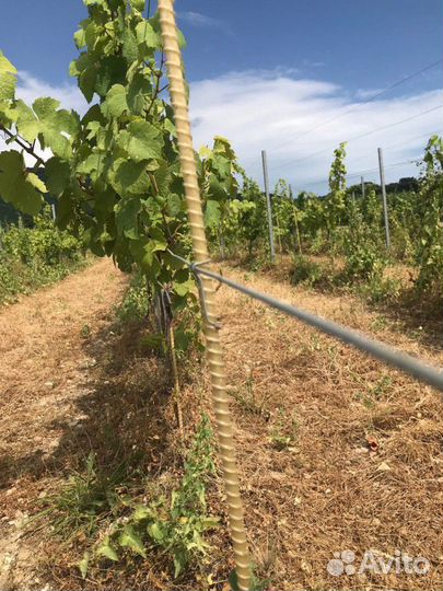 Опора (колышек) для яблок и винограда дм 10 мм