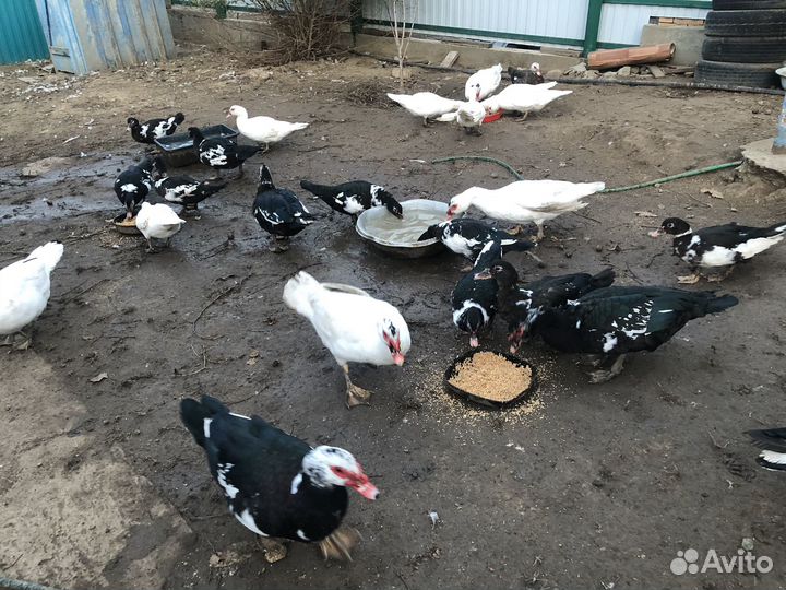 Утки муларды