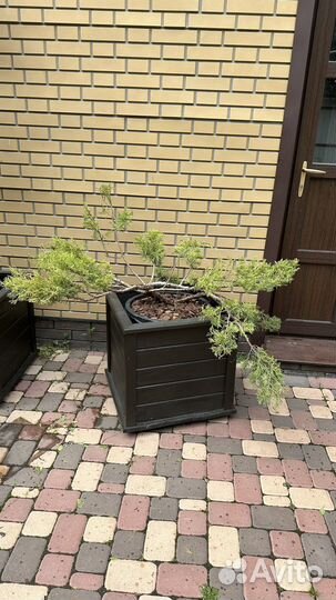 Можжевельник в стиле ниваки