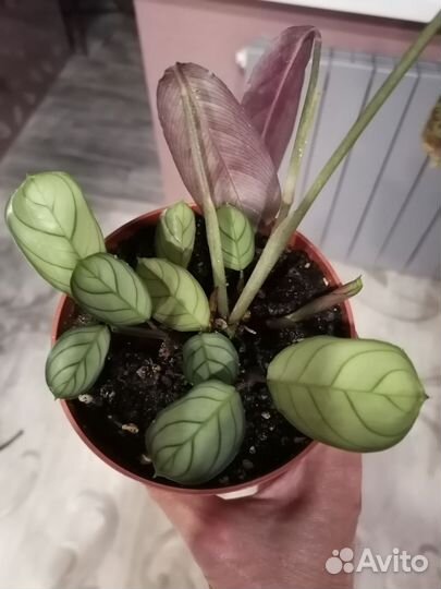 Антуриум,аглаонема