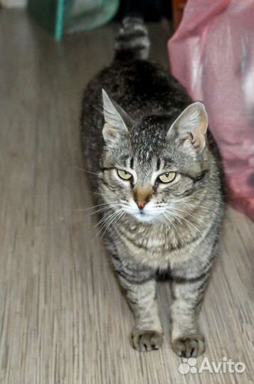 Кошки в добрые руки