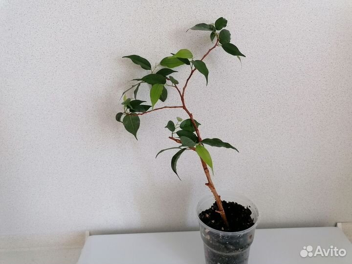 Фикус Бенджамина Наташа