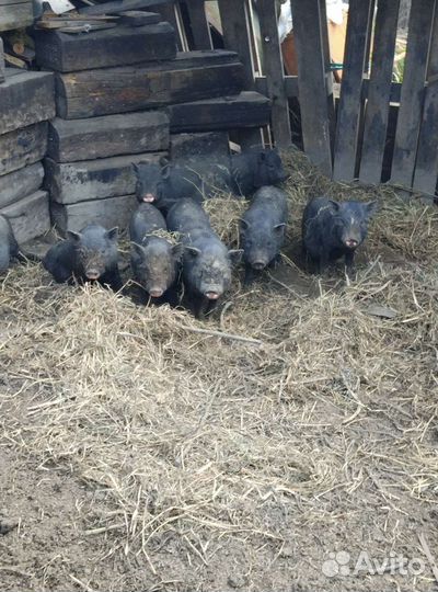 Вьетнамские поросята